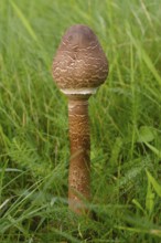 Giant umbrella mushroom in a meadow, parasol mushroom (Macrolepiota procera), mushroom, close-up,