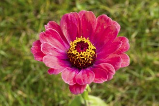 Zinnia (Zinnia elegans), flower, close-up