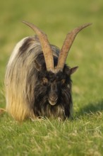 Wild or Feral goat (Capra aegagrus hircus) adult animal in mountain grassland in summer, Scotland,