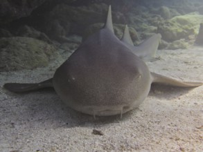 Portrait of Atlantic nurse shark (Ginglymostoma cirratum), resting in the sand, dive site John