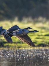 Canada Goose (Branta canadensis) birds in flight over Marshes at winter time