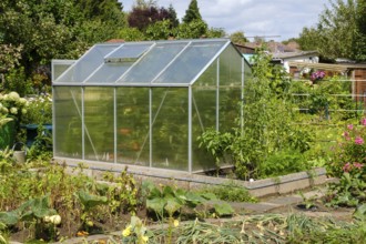 Greenhouse in allotment garden, allotment garden, North Rhine-Westphalia, Germany, Europe