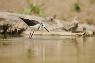 Black-winged stilt (Himantopus himantopus) walking in the water, Camargue, France, Europe