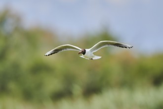 Black-headed gull (Chroicocephalus ridibundus), flying, Camargue, France, Europe