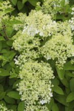 Hydrangea paniculata in summer, Quebec, Canada, North America