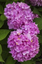 Pink Bigleaf Hydrangea (Hydrangea macrophylla) flowwerheads with petals turning brown from too much