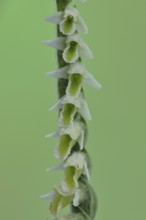 Autumn helleborine (Spiranthes spiralis), autumn helleborine, small orchids, very rare, macro