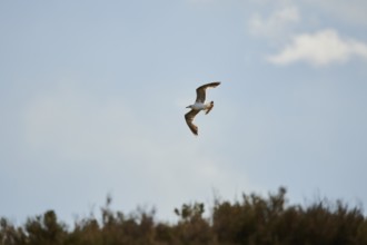 Yellow-legged gull (Larus michahellis) wildlife, flying in the sky, France, Europe