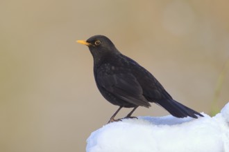 Blackbird (Turdus merula) male sitting on snow in winter, wildlife, Siegerland, animals, birds,