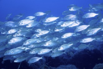 Shoal, group of arctic seabream (Pagellus acarne), dive site El Cabron Marine Reserve, Arinaga,