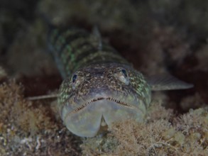 Lizardfish (Synodus saurus) at night. Dive site Los Cancajos, La Palma, Canary Islands, Spain,