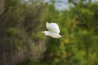 Cattle egret (Bubulcus ibis) flying, Camargue, France, Europe