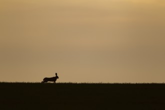 European brown hare (Lepus europaeus) adult animal stretching on a farmland field at sunset,