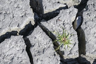 Plant on cracked soil, heavily dried out Zicksee, Lake Neusiedl-Seewinkel National Park,