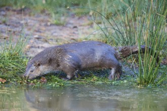 European Otter (Lutra lutra), on lakeside, captive