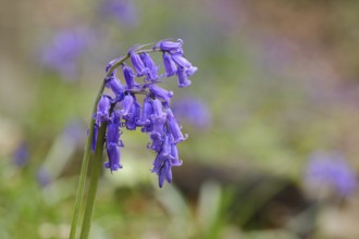 Common bluebell (Hyacinthoides non-scripta), blue mayflower, North Rhine-Westphalia, Germany,