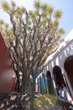 Largest dragon tree (Dracaena) in Gran Canaria, Gáldar, Las Palmas Province, Gran Canaria, Canary