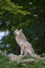 Timber Wolf (Canis lupus), adult, captive, Germany, Europe