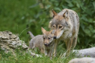 Timber Wolf (Canis lupus), adult with cub, captive, Germany, Europe