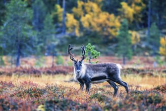 Reindeer on a bog in the forest with autumn colors looking towards the camera, Sweden, Europe