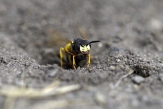 European beewolf (Philanthus triangulum), at the entrance of the breeding burrow, digging, Bottrop,