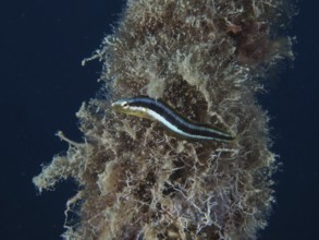 Dussumier's sabre-tooth blenny (Aspidontus dussumieri), female, dive site House Reef, Mangrove Bay,