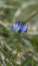 Green forester (Adscita statices), butterfly of the year 2023, Bavaria, Germany, Europe