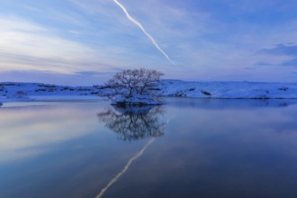 Snow-covered with bushes small island in Lake Myvatn, at blue hour, Kalfaströnd, Northern Iceland