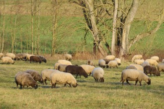 Landscape with flock of sheep, Reinheim, Darmstadt-Dieburg, Hesse, Germany, Europe