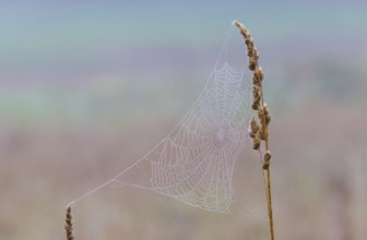 Spider's web with morning dew, Germany, Europe