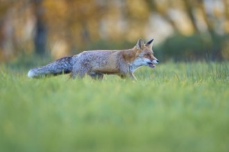 Red Fox (vulpes vulpes), running in meadow at autumn