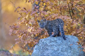 Indian leopard (Panthera pardus fusca), young animal on stone in forest