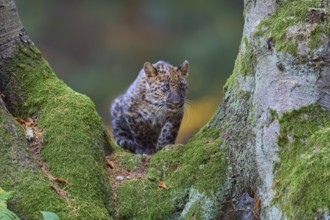 Indian leopard (Panthera pardus fusca), young animal on tree trunk