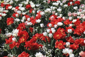 Many colourful tulips in one area