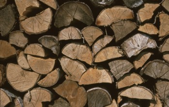 Firewood, logs, sawn and split into pieces