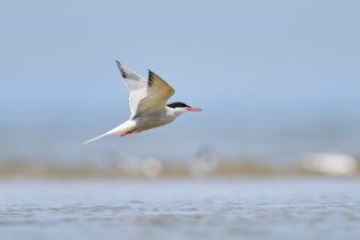 Elegant tern (Thalasseus elegans) flying in the sky above the sea, hunting, ebro delta, Catalonia,