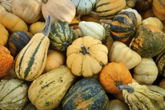 Many different ornamental gourds and pumpkins