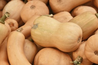 Butternut squash on pile of many raw pumpkins