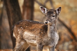 Young fawn European fallow deer in autumn forest