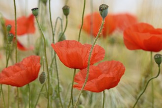 Poppy flowers (Papaver rhoeas), inflorescence, North Rhine-Westphalia, Germany, Europe