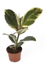 Full variegated tropical Variegata rubber tree (Ficus Elastica) plant on white background