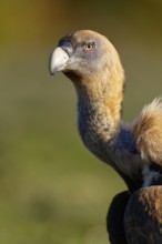 Griffon vulture (Gyps fulvus), portrait, Pyrenees, Catalonia, Spain, Europe