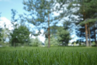 Morning grass in a forest meadow (focus on foreground)