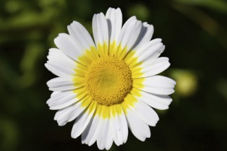 Daisy (Leucanthemum) flower from above white-yellow, macro, blossom, Zingaro, national park, nature