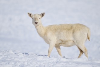 European fallow deer (Dama dama) doe on a snowy meadow in the mountains in tirol, Kitzbühel,