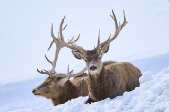 Red deer (Cervus elaphus) stags on a snowy meadow in the mountains in tirol, Kitzbühel, Wildpark