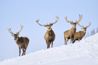 Red deer (Cervus elaphus) stags on a snowy meadow in the mountains in tirol, Kitzbühel, Wildpark