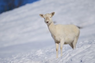 European fallow deer (Dama dama) doe on a snowy meadow in the mountains in tirol, Kitzbühel,