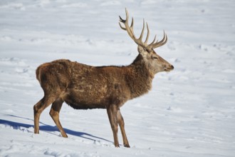 Red deer (Cervus elaphus) stag on a snowy meadow in the mountains in tirol, Kitzbühel, Wildpark