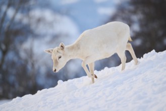 European fallow deer (Dama dama) doe on a snowy meadow in the mountains in tirol, Kitzbühel,